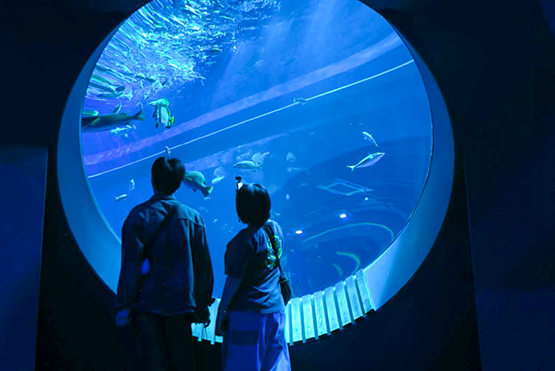 iias沖繩豐崎連接DMM Kariyushi水族館，可近距離觀賞海洋生物、拍網美照