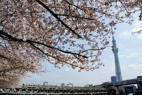 春天櫻花襯托下的東京晴空塔